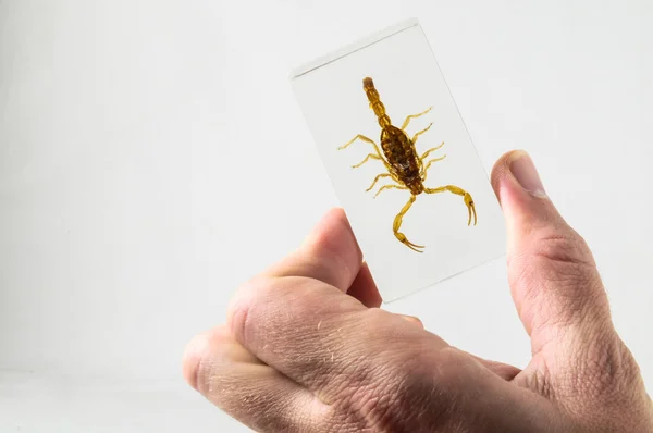 Escorpião em conserva — Fotografia de Stock