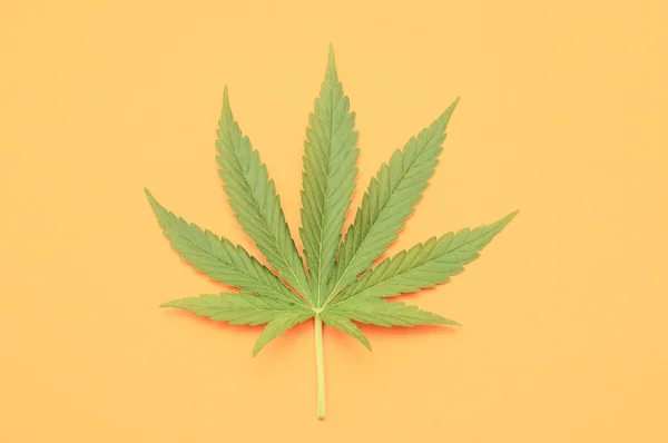 Cannabis leaf — Stockfoto