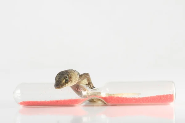 Gecko Lizard and Hourglass — Stock Photo, Image