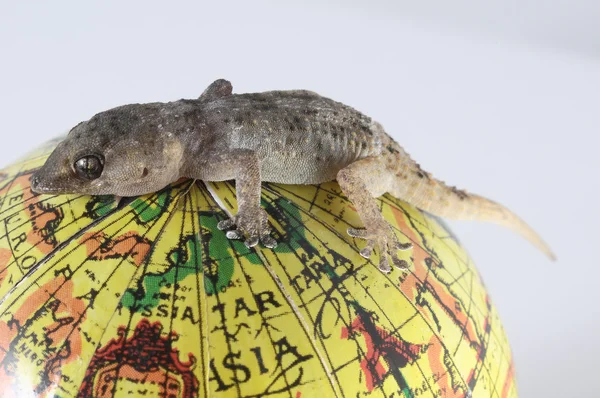Gecko kertenkele ve Küre — Stok fotoğraf
