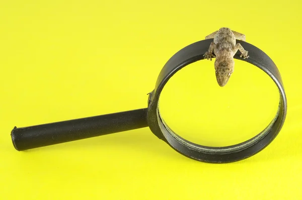 Gecko Lizard and Loupe — Stock Photo, Image