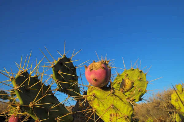 Gröna fikonkaktus kaktusar blad — Stockfoto