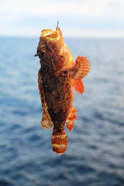Red Rock Sea Fish clipart