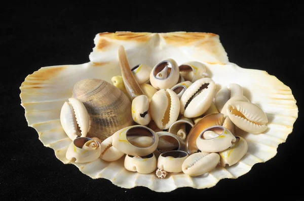 Sea Shell — Stock fotografie