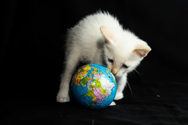 Blanco joven bebé gato — Foto de Stock