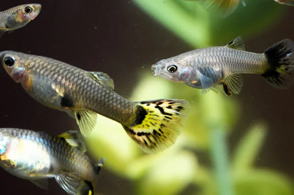 Guppy Multi Colored Fish — Stock Photo, Image