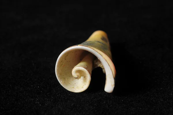 Sea shell — Stockfoto