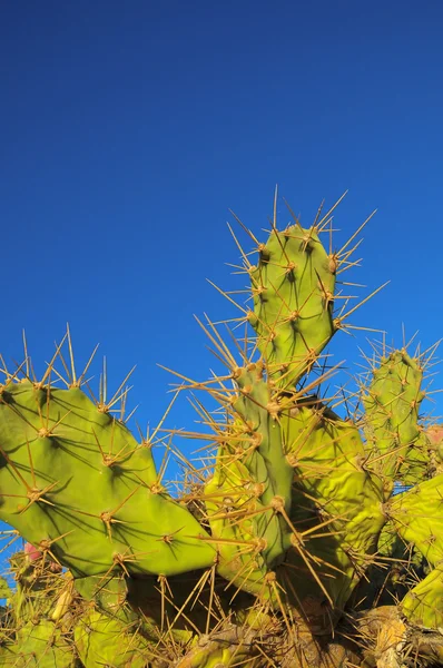 Gröna fikonkaktus kaktusar blad — Stockfoto