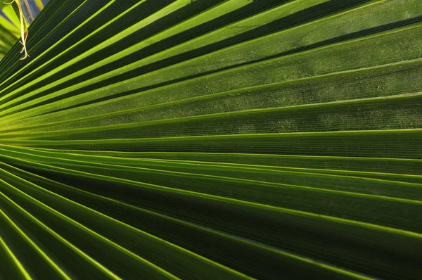 Folhas verdes de palma — Fotografia de Stock