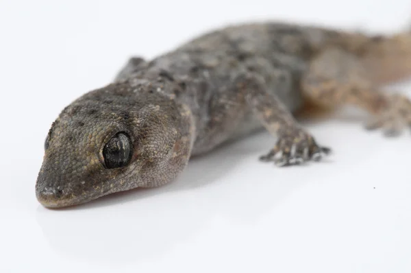 Gecko のトカゲ — ストック写真