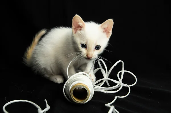 Blanco joven bebé gato — Foto de Stock