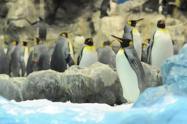 Pinguino colorato in bianco e nero — Foto Stock