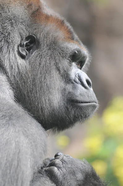Bir yetişkin siyah goril — Stok fotoğraf