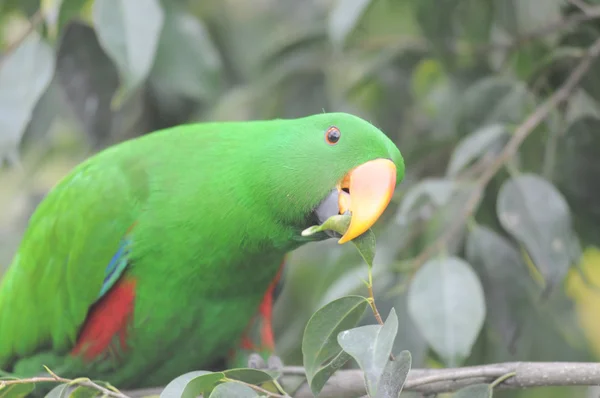 Um papagaio muito colorido — Fotografia de Stock