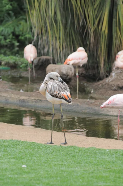 Pássaro Flamingo rosa no chão — Fotografia de Stock