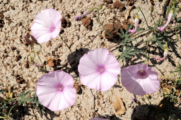 Flor rosa — Foto de Stock