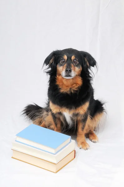 Cane da lettura — Foto Stock