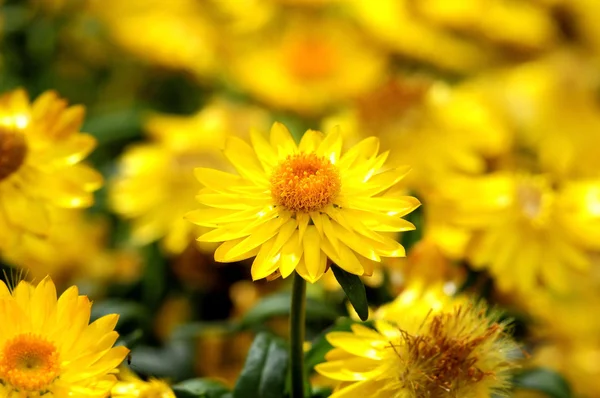 Colored Flowers — Stock Photo, Image