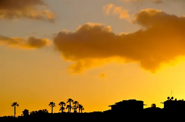 Palm sunset — Stockfoto