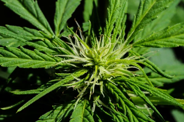 Cannabisbakgrunn – stockfoto