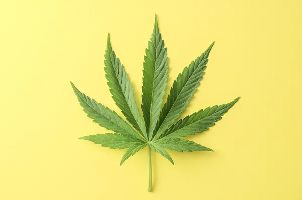 Cannabis leaf — Stockfoto