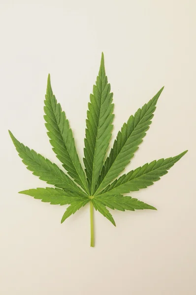 Cannabis leaf — Stockfoto