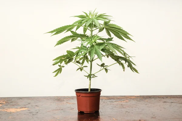 Marihuana — Stockfoto