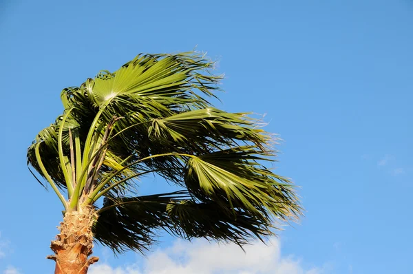 Palmier soufflant dans le vent — Photo