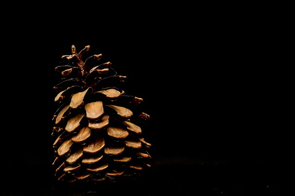 Cono de pino sobre negro — Foto de Stock