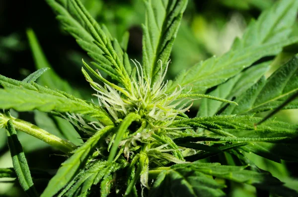 Cannabis bakgrund — Stockfoto