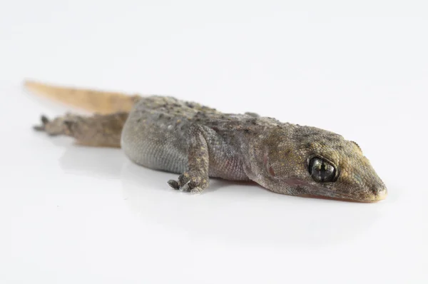 Gecko jaszczurka — Zdjęcie stockowe