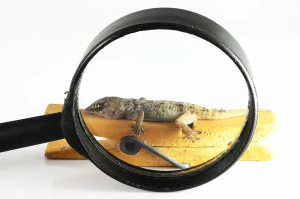 Küçük gecko kertenkele ve Büyüteç — Stok fotoğraf
