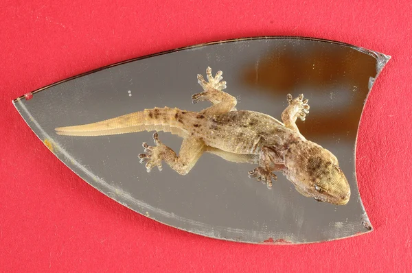 Küçük gecko kertenkele ve ayna — Stok fotoğraf