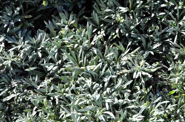 Tekstura trawa liść — Zdjęcie stockowe