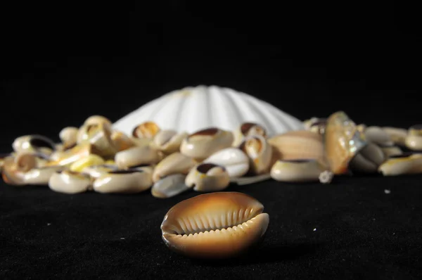 Sea shell — Stockfoto