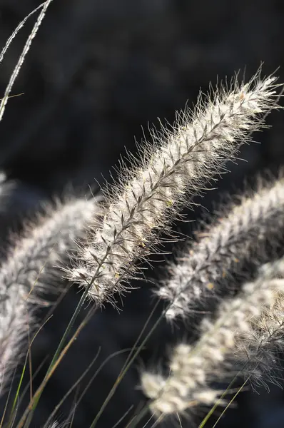 Herbe des oreilles sèches — Photo