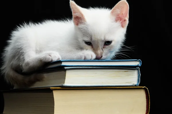 Giovane gatto bianco — Foto Stock