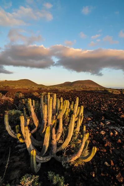 Cactus in the Desert — Stock Photo, Image