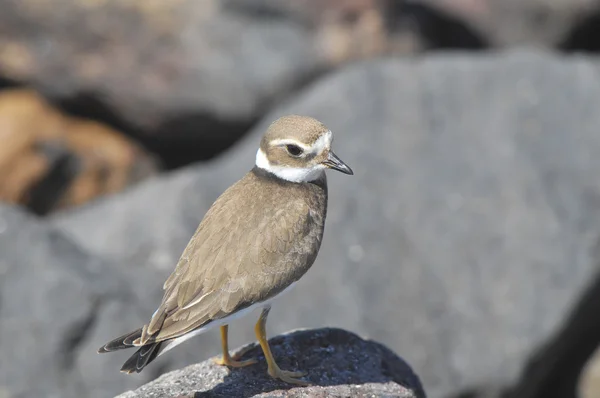 Dospělý Kentish Plover vodní pták — Stock fotografie