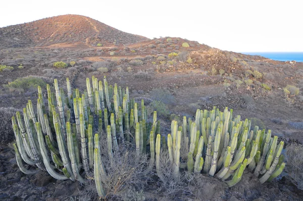 Etli bitki kaktüs kuru çöl üzerinde — Stok fotoğraf