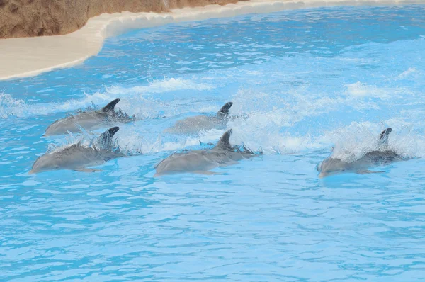 Grå delfiner på ett mycket blått vatten — Stockfoto