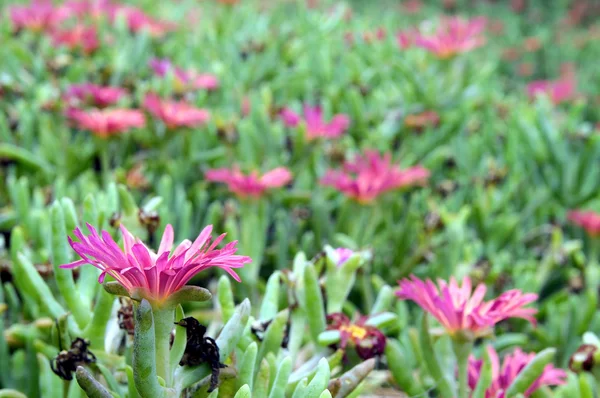 Färgade blommor — Stockfoto