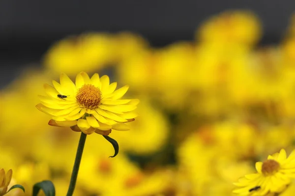 Colored Flowers — Stock Photo, Image