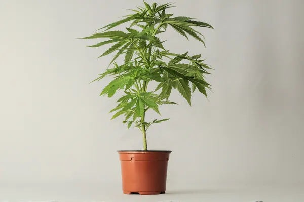 Marihuana — Stockfoto