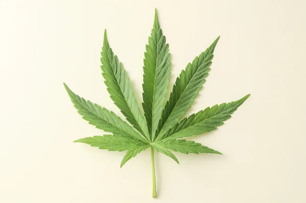 Foglia di cannabis — Foto Stock