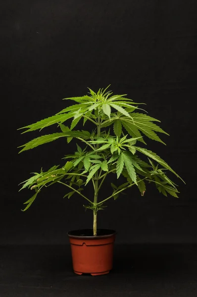 Marihuana — Stockfoto