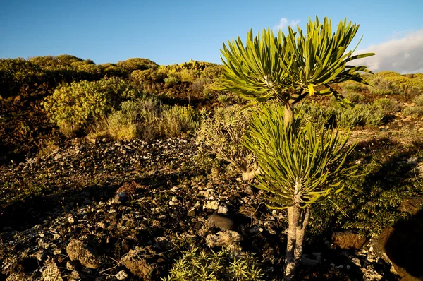 Cactus in de woestijn — Stockfoto