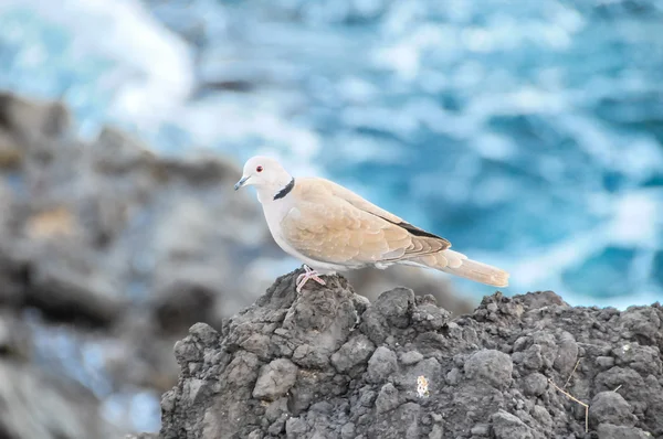 Pombo — Fotografia de Stock