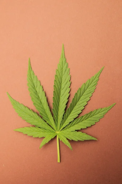 Cannabisblade - Stock-foto