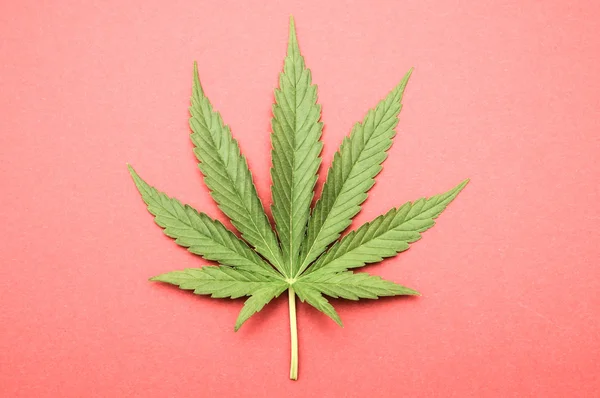 Kannabisz levél — Stock Fotó